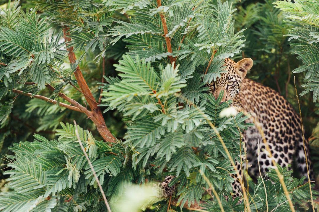 Photo of Others in Kruger National Park