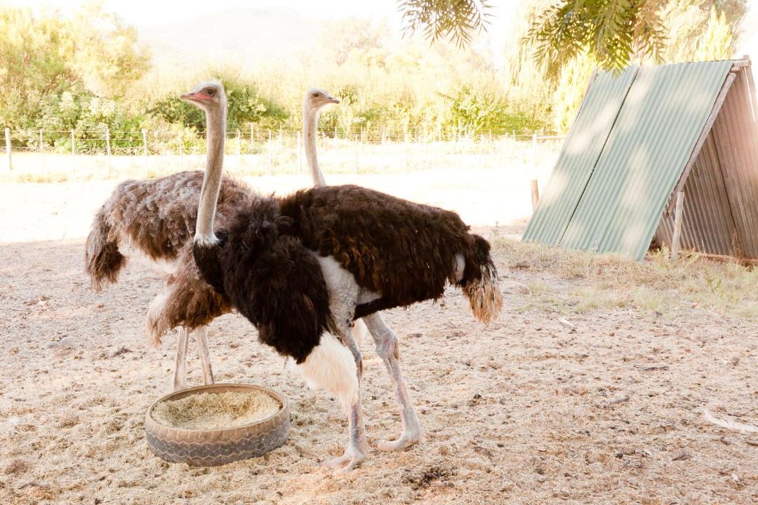 Photo of Others in Schoemanshoek