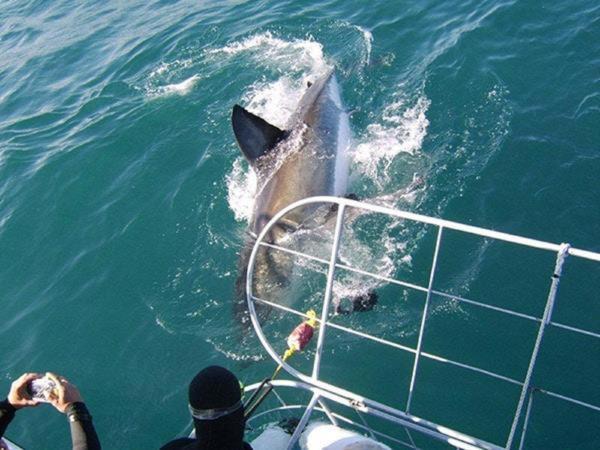 Photo of Others in Gansbaai