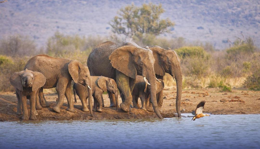 Photo of Others in Madikwe Game Reserve
