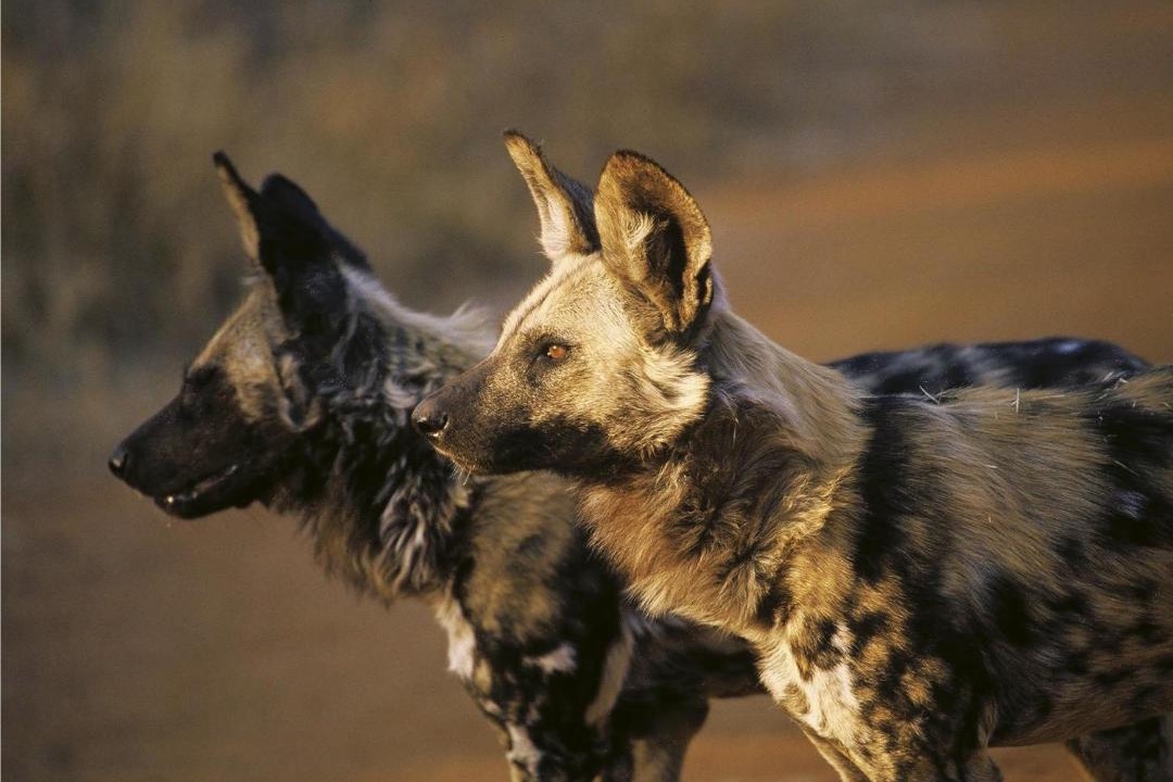 Photo of Others in Madikwe Game Reserve