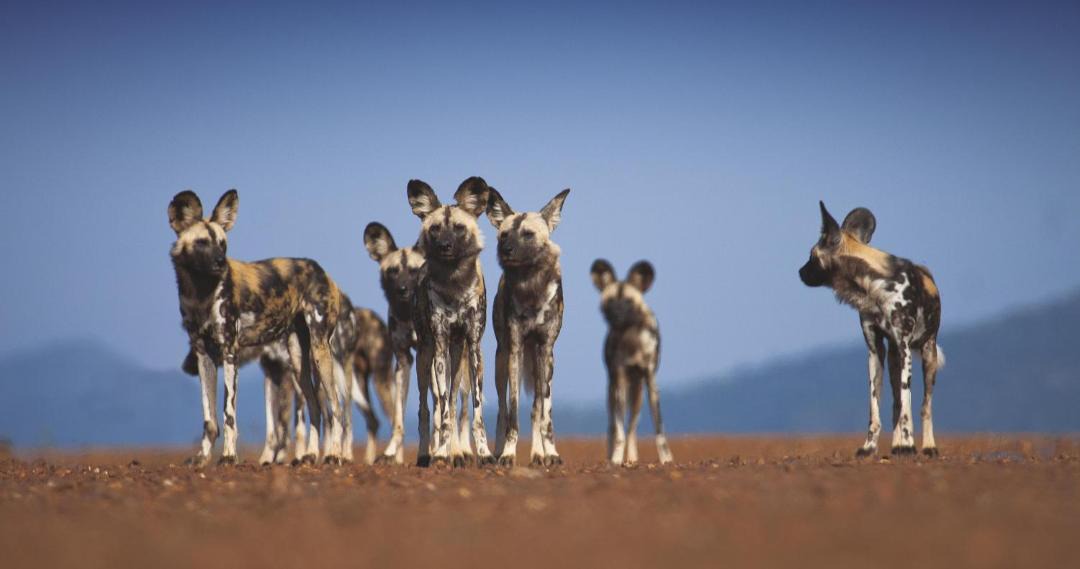 Photo of Human In Picture in Madikwe Game Reserve