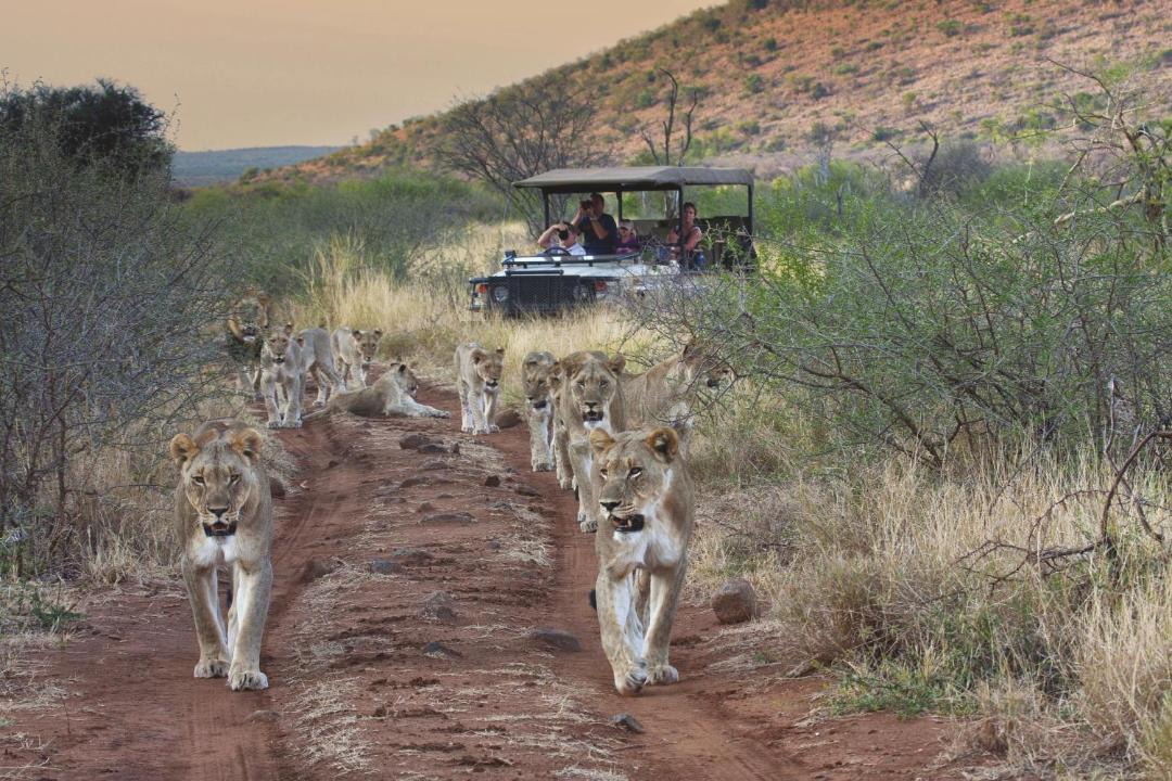 Photo of Others in Madikwe Game Reserve
