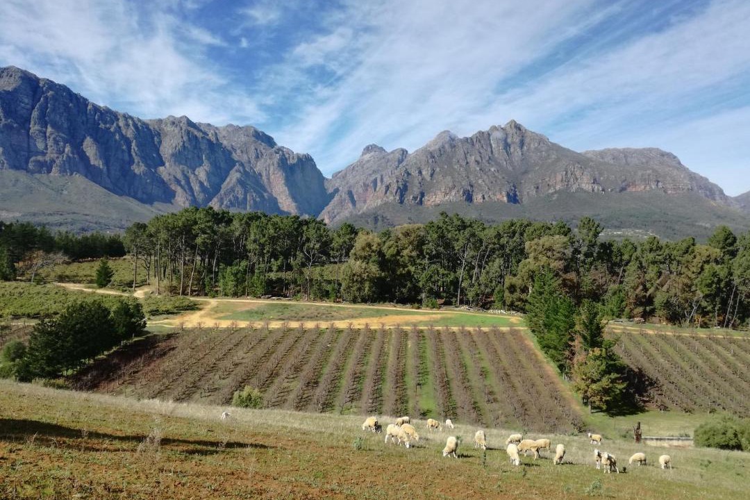 Photo of Others in Paarl
