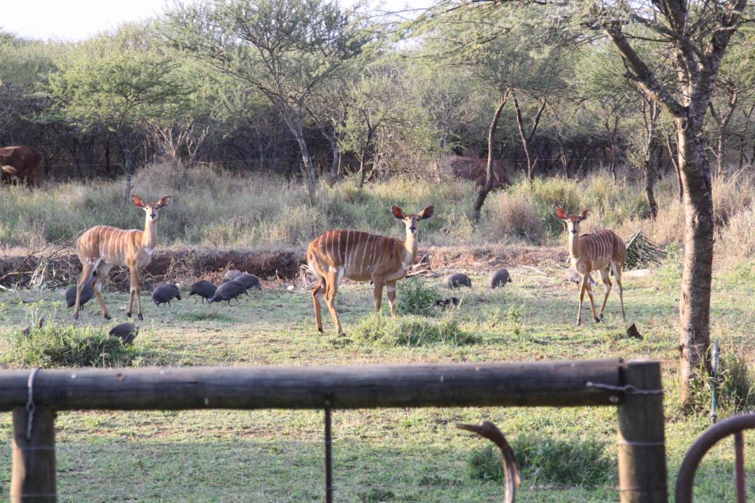 Photo of Others in Makhado