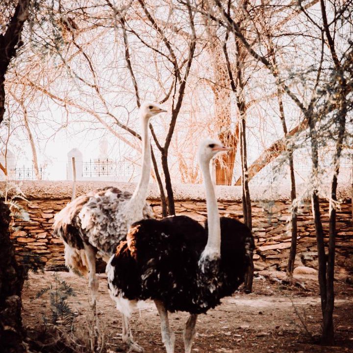 Photo of Others in Oudtshoorn