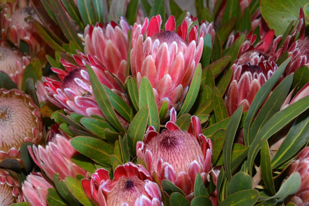 Photo of Others in Eersterivierstrand