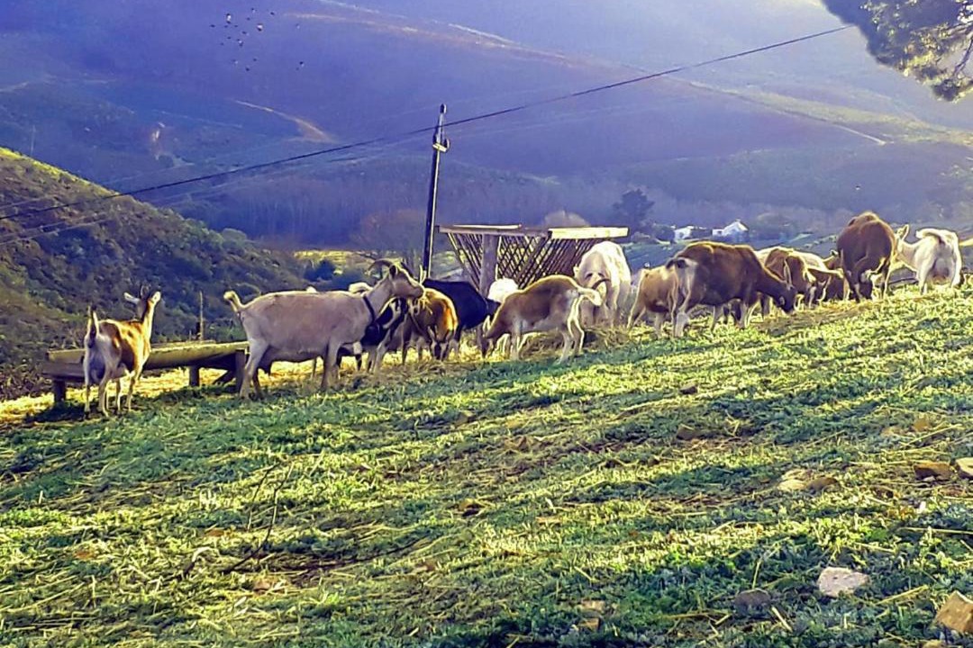 Photo of Others in Papiesvlei