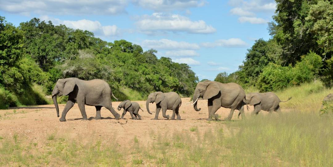 Photo of Others in Kruger National Park