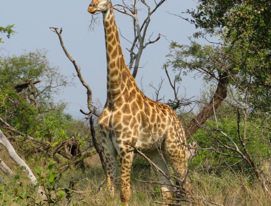 Photo of Others in Hluhluwe