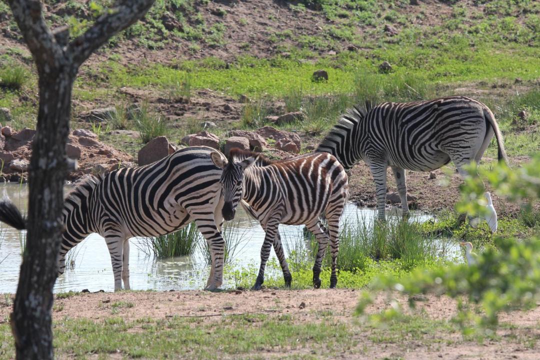 Photo of Others in Hammanskraal