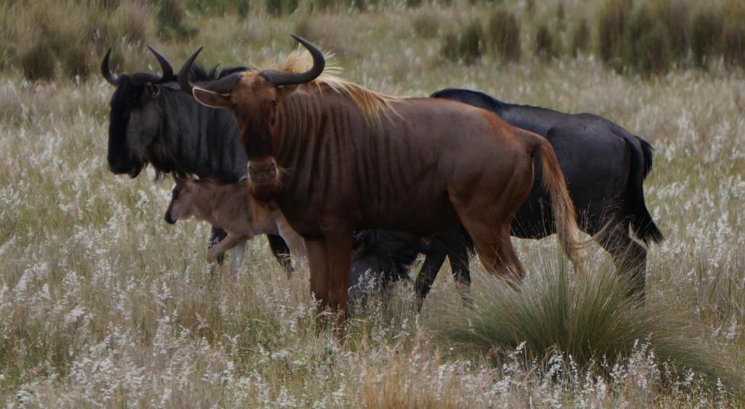 Photo of Others in Swellendam