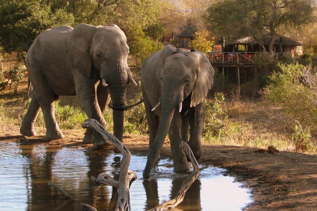 Photo of Others in Thorny Bush Game Reserve