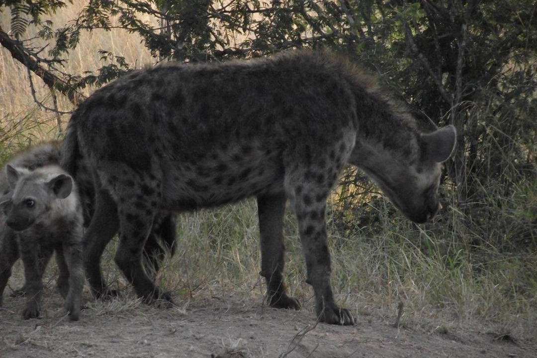 Photo of Others in Hoedspruit