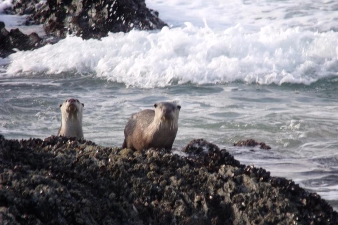 Photo of Others in Nature's Valley