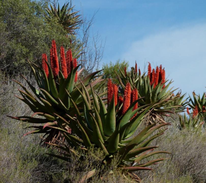 Photo of Others in Calitzdorp
