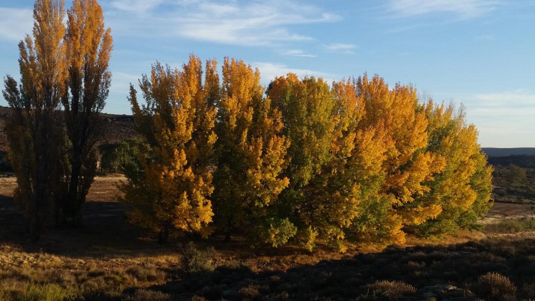 Photo of Others in Karoo Hoogland