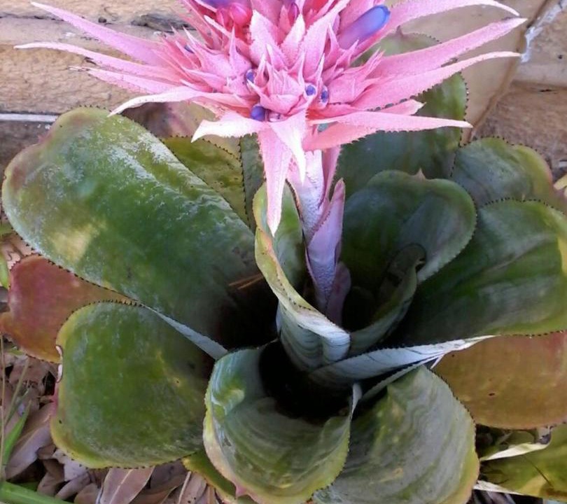 Photo of Others in Sandbaai