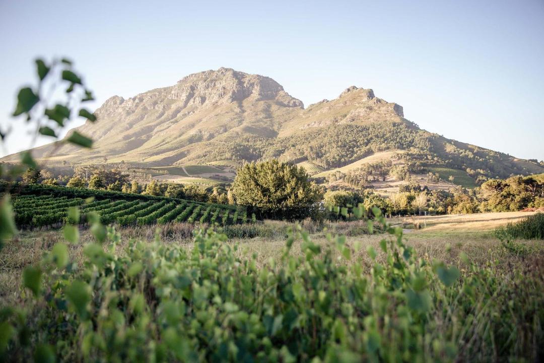 Photo of Others in Cape Winelands
