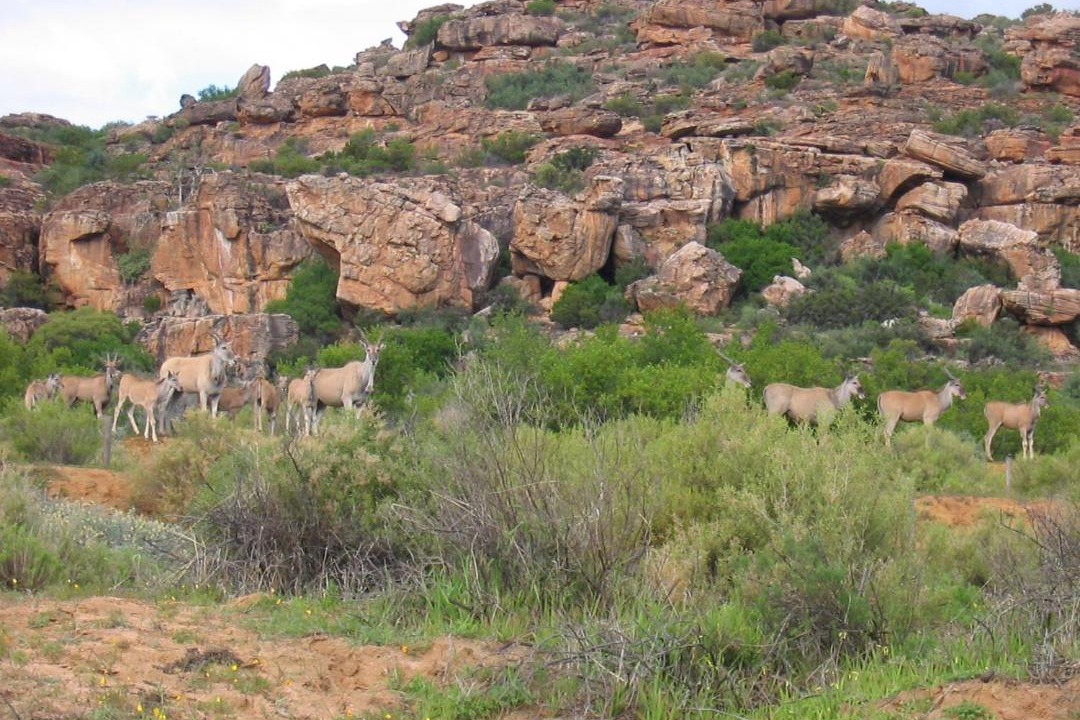 Photo of Others in Cederberg