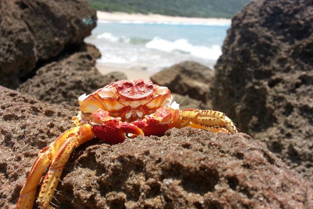 Photo of Others in Sodwana Bay