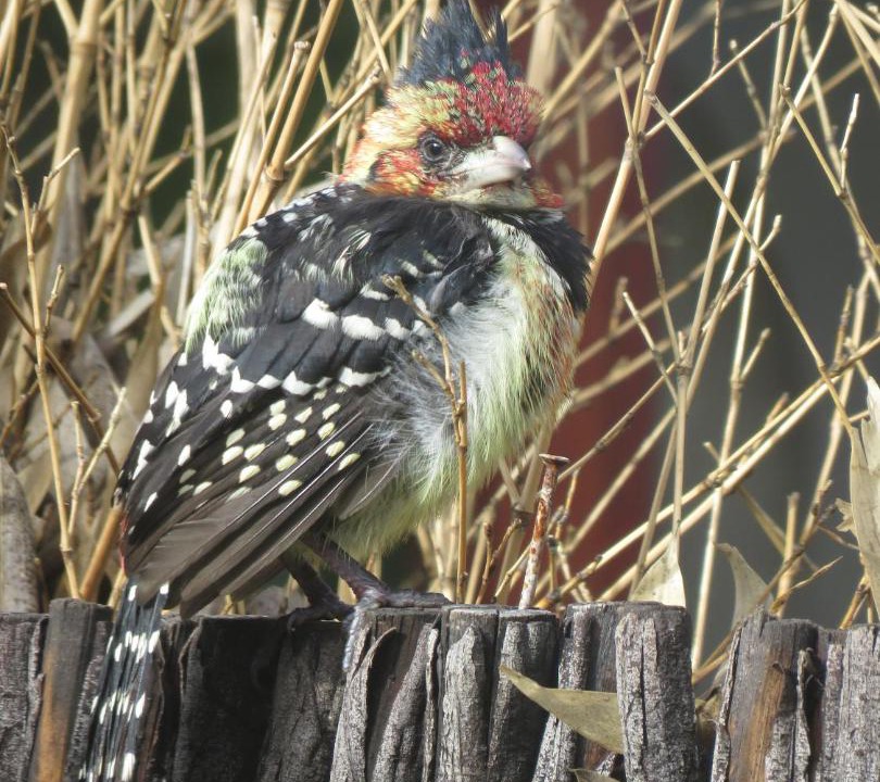 Photo of Others in Clarens