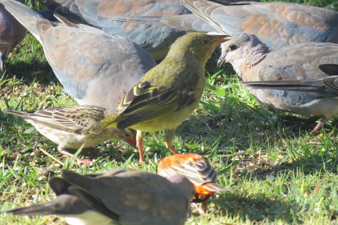 Photo of Others in Clarens