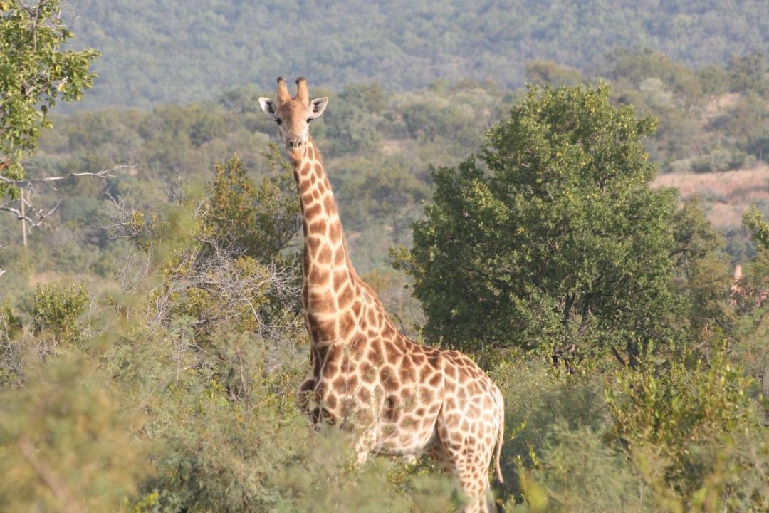 Photo of Others in Cullinan